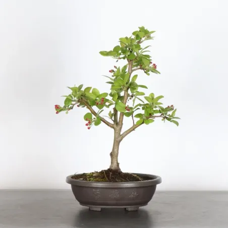 BONSAI APPLE TREE "MALUS EVERESTE" 1-4