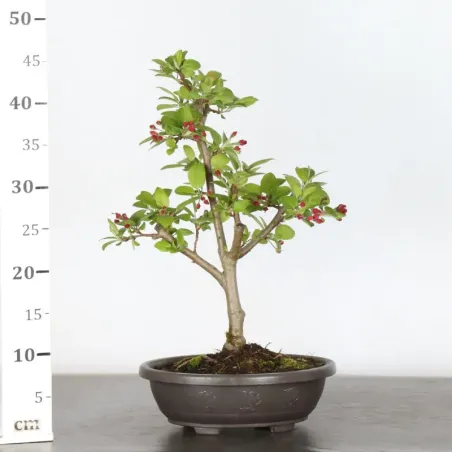 image supplémentaire - POMMIER "MALUS EVERESTE" 1-4