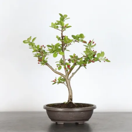 Bonsai Pommier
