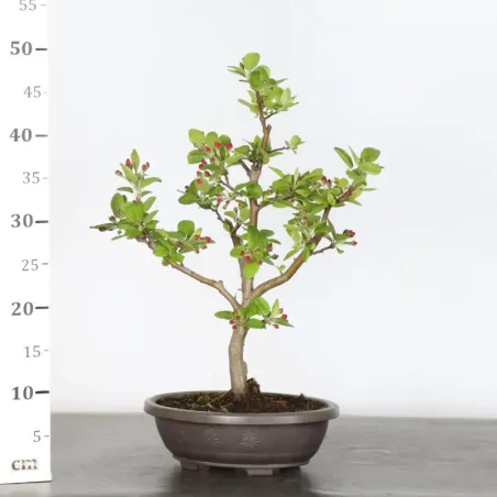 image supplémentaire - POMMIER "MALUS EVERESTE" 1-5