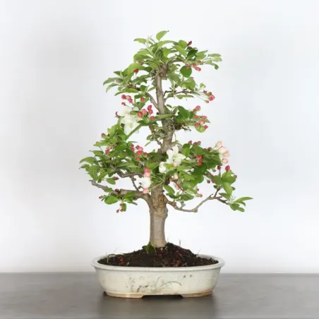 Bonsai apple tree "malus evereste" 1-6