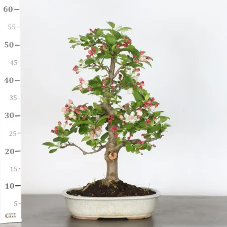 image supplémentaire - Bonsai apple tree "malus...