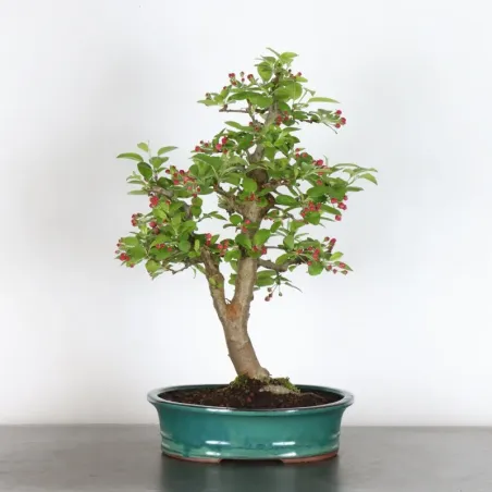 Bonsai apple tree "malus evereste" 1-7