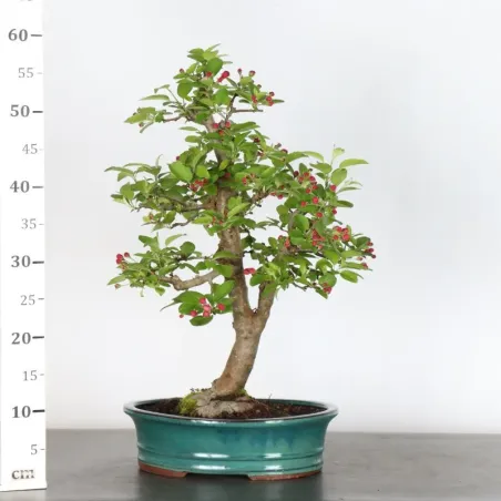 image supplémentaire - Bonsai apple tree "malus...