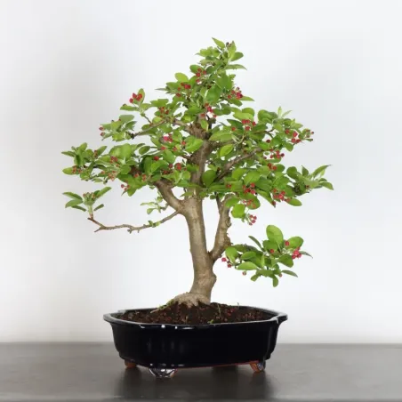 Bonsai Pommier
