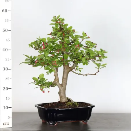 image supplémentaire - BONSAI APPLE TREE "MALUS...