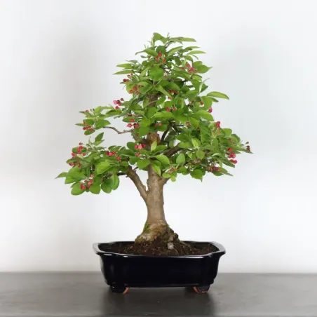 Bonsai apple tree "malus evereste" 1-9