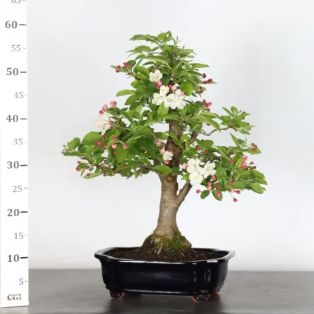 image supplémentaire - Bonsai apple tree "malus...