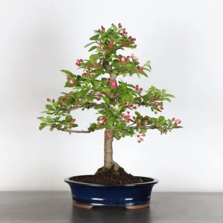 Bonsai Apple Tree