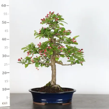 image supplémentaire - BONSAI APPLE TREE "MALUS...