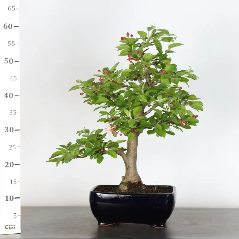 image supplémentaire - BONSAI APPLE TREE "MALUS...