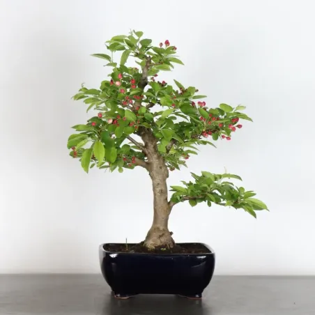 BONSAI APPLE TREE "MALUS EVERESTE" 2-3