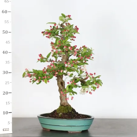 image supplémentaire - POMMIER "MALUS EVERESTE" 2-4