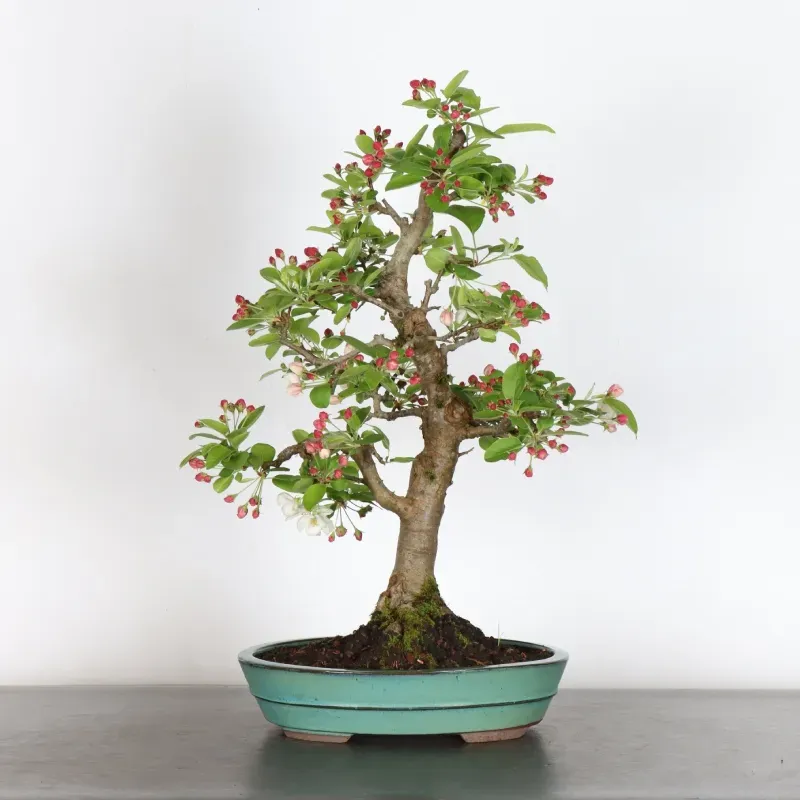 Bonsai Apple Tree