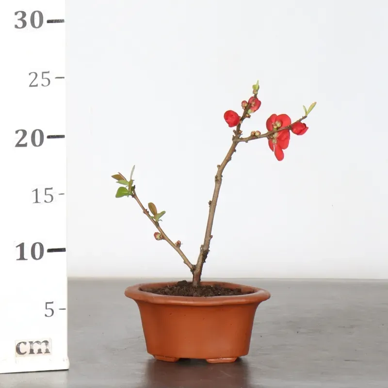 image supplémentaire - JAPANESE QUINCE...