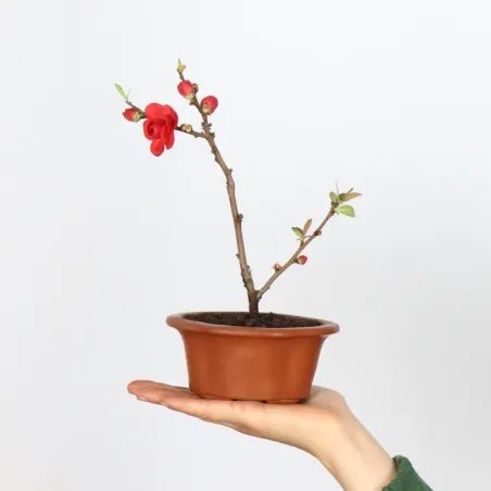 Bonsai Cognassier du Japon