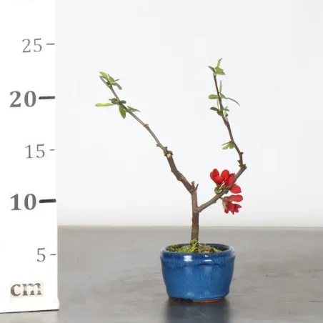 image supplémentaire - JAPANESE QUINCE...