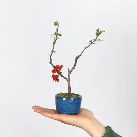 Bonsai Cognassier du Japon