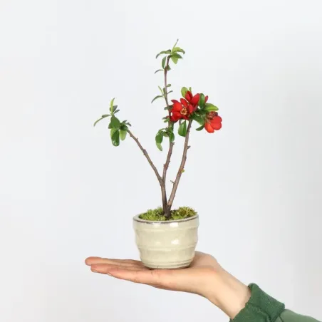 JAPANESE QUINCE "CHAENOMELES JAPONICA" 3-10