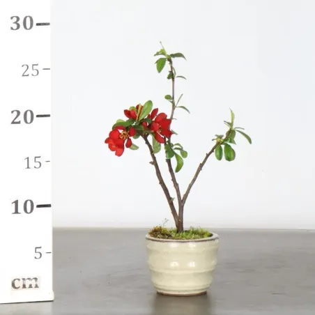 image supplémentaire - JAPANESE QUINCE...