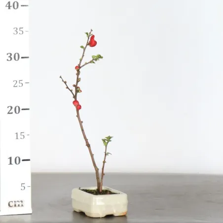 image supplémentaire - JAPANESE QUINCE...