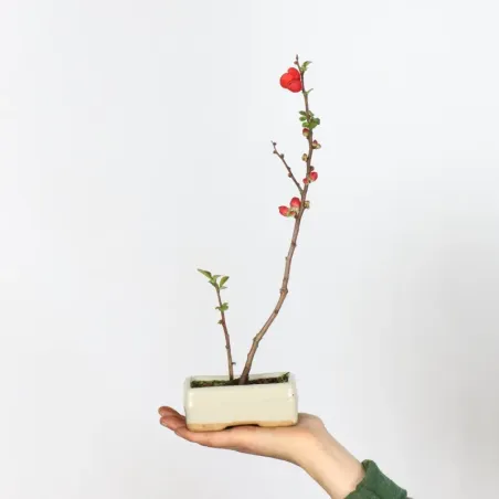 Bonsai Chaenomeles Japonica