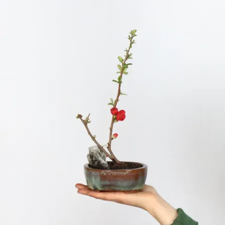 COGNASSIER DU JAPON "CHAENOMELES JAPONICA" 1-16