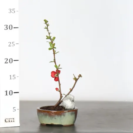 image supplémentaire - COGNASSIER DU JAPON...