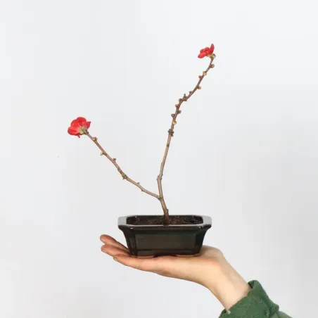 JAPANESE QUINCE "CHAENOMELES JAPONICA" 1-17