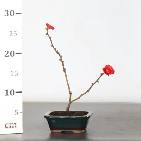 image supplémentaire - JAPANESE QUINCE...