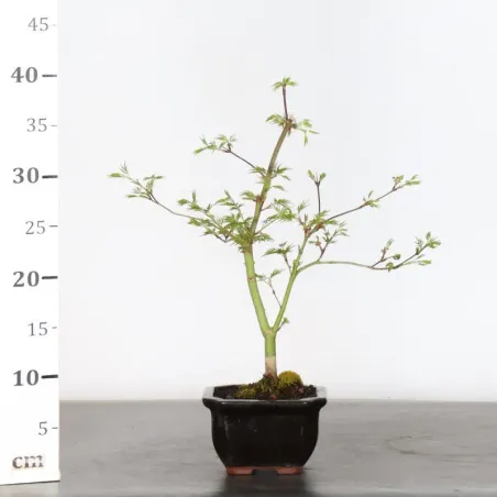 image supplémentaire - JAPANESE MAPLE "ACER...