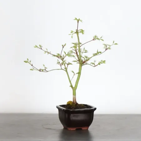 Bonsai Erable Palmatum Seiryu ASE-1-2