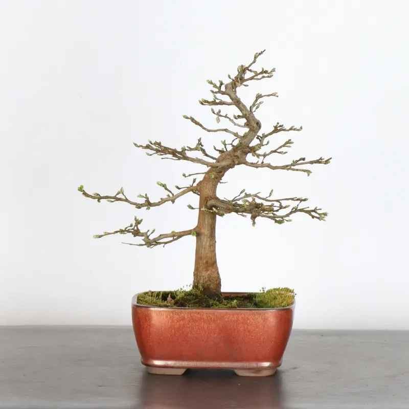 Bonsai Charms CH-1-3