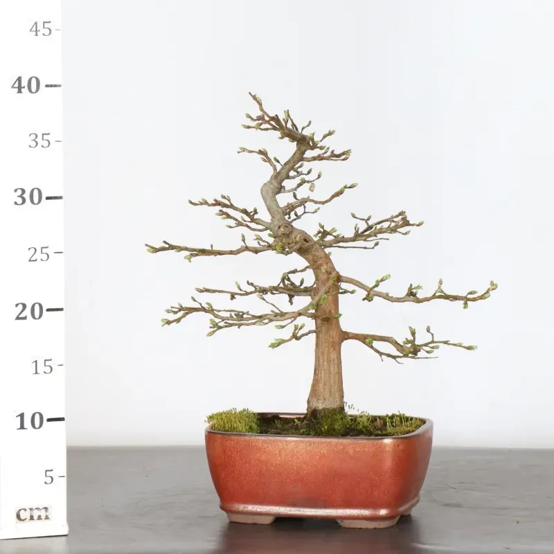 image supplémentaire - CHARME "Carpinus" 1-3