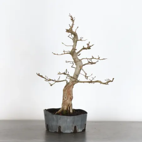 image supplémentaire - PREBONSAI CHARM "Carpinus" 1-4