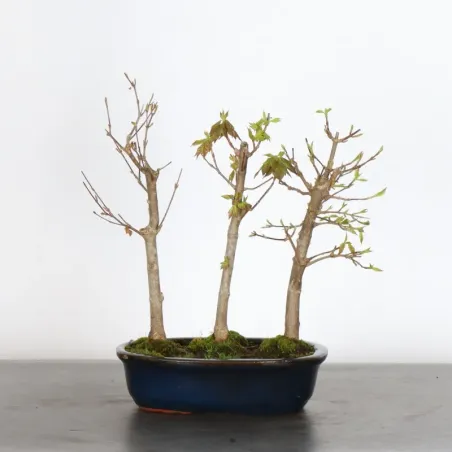 Bonsai Erable Burger AB-1-15