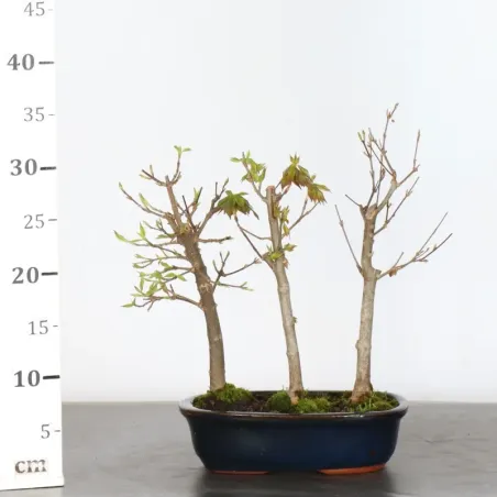 image supplémentaire - Maple forest "ACER...