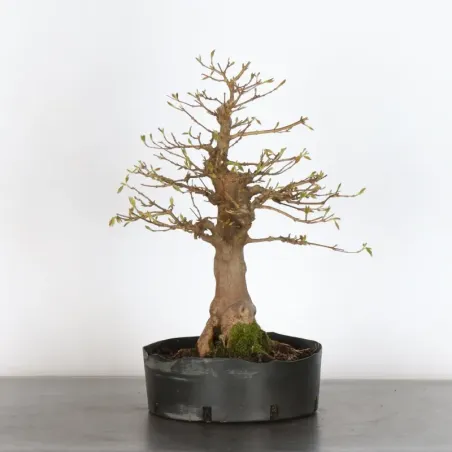 Maple "ACER BUERGERIANUM" 1-17