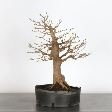 image supplémentaire - Maple "ACER BUERGERIANUM" 1-17