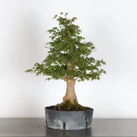 Bonsai Erable Burger AB-1-19