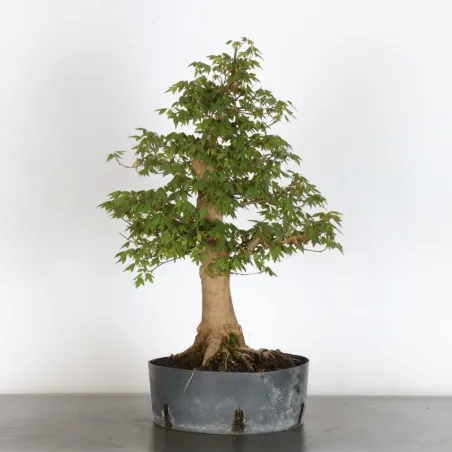 image supplémentaire - Érable "ACER BUERGERIANUM"...