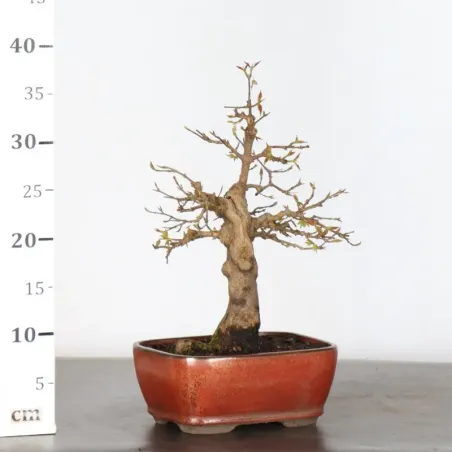 image supplémentaire - Érable "ACER BUERGERIANUM"...