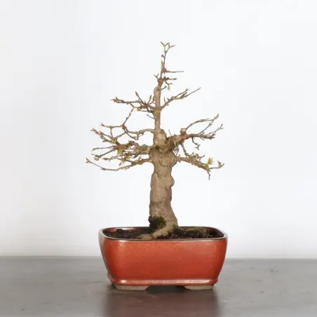 Érable "ACER BUERGERIANUM" 1-23