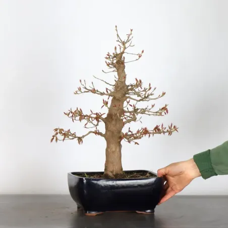 Érable "ACER BUERGÉRIANUM" (pot fissuré) 1-28