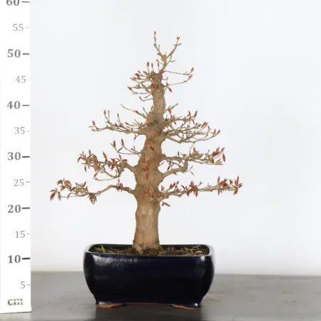 image supplémentaire - Érable "ACER BUERGÉRIANUM"...