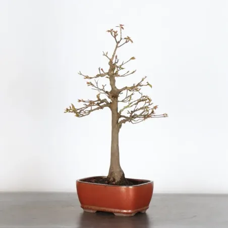 Érable "ACER BUERGÉRIANUM" 1-29