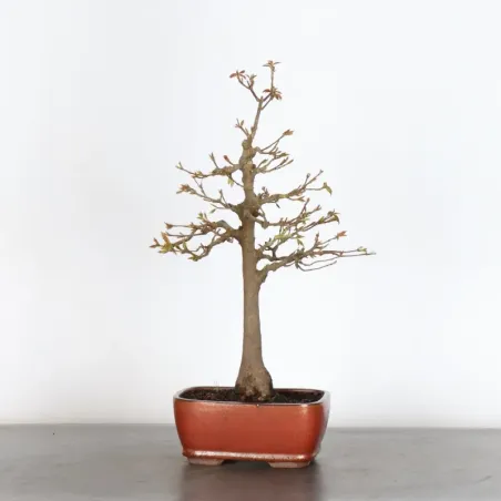 image supplémentaire - Érable "ACER BUERGÉRIANUM"...