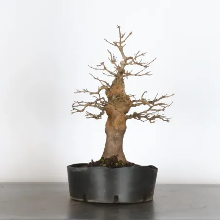 Érable "ACER BUERGÉRIANUM" 1-30