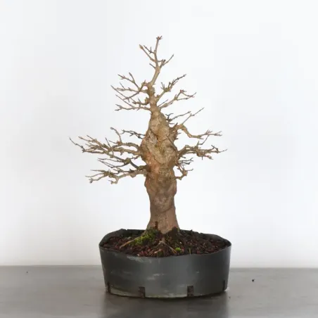 image supplémentaire - Érable "ACER BUERGÉRIANUM"...