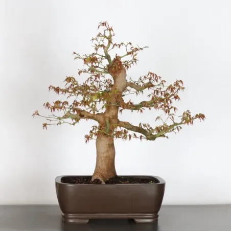 JAPANESE MAPLE "ACER PALMATUM" (chipped pot) 4-10